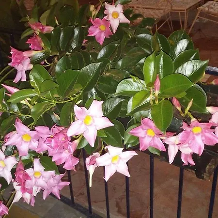 La Pina Casamicciola Terme